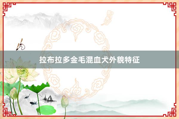 拉布拉多金毛混血犬外貌特征